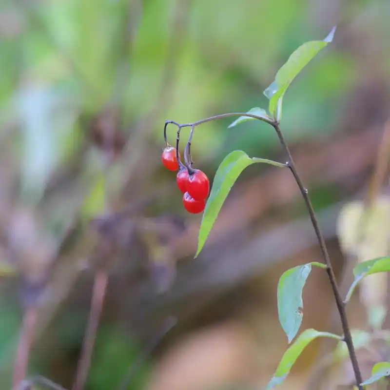 Berry branch in autumn