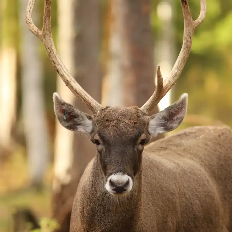 White-tailed deer buck