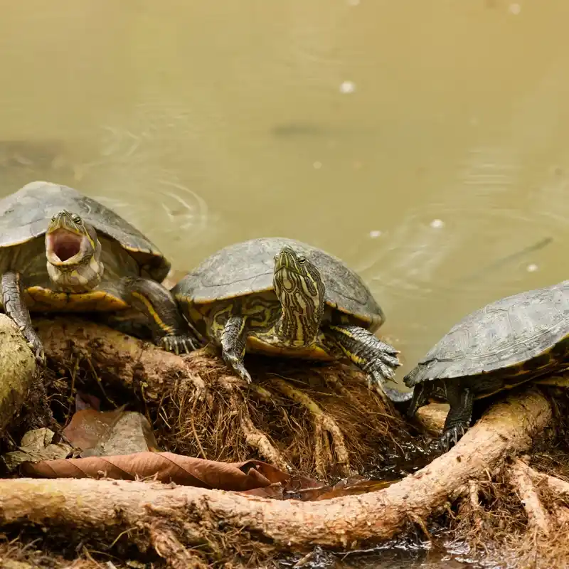 Tortoises in Panama